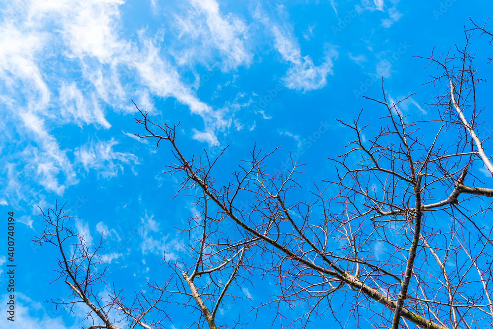 Obraz premium Winter branches of a tree against the sky