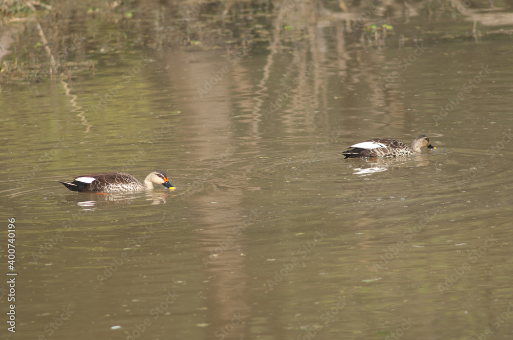 Indian spot-billed ducks Anas poecilorhyncha. Keoladeo Ghana National Park. Bharatpur. Rajasthan. India. Indian spot-billed ducks Anas poecilorhyncha. Keoladeo Ghana National Park. Bharatpur. Rajasthan. India.