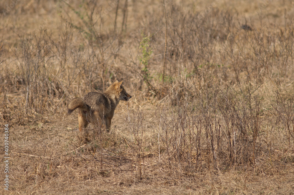 Golden jackal Canis aureus indicus scent-marking. Keoladeo Ghana National Park. Bharatpur. Rajasthan. India. Golden jackal Canis aureus indicus scent-marking. Keoladeo Ghana National Park. Bharatpur. Rajasthan. India.
