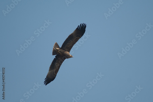 Underside view of a steppe eagle Aquila nipalensis. Keoladeo Ghana National Park. Bharatpur. Rajasthan. India. © Víctor