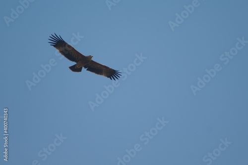 Underside view of a steppe eagle Aquila nipalensis. Keoladeo Ghana National Park. Bharatpur. Rajasthan. India.