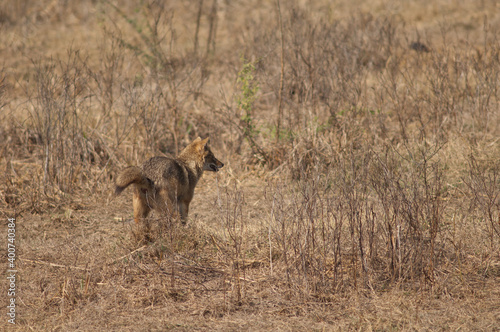 Golden jackal Canis aureus indicus scent-marking. Keoladeo Ghana National Park. Bharatpur. Rajasthan. India.