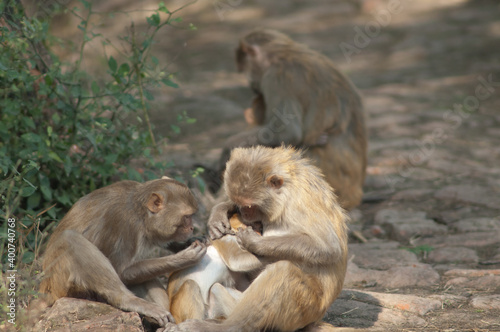 Rhesus macaques Macaca mulatta grooming her baby. Keoladeo Ghana National Park. Bharatpur. Rajasthan. India. © Víctor