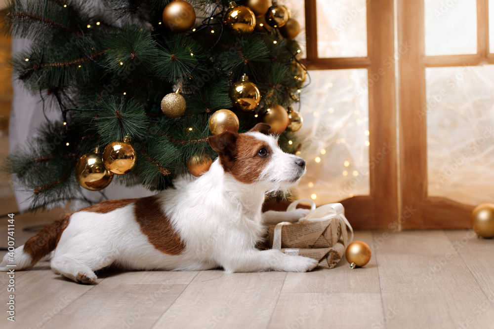 Christmas dog. jack russell terrier by the window and tree. 
