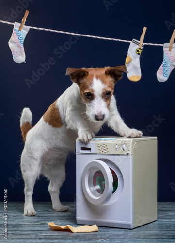 dog at the washing machine. Cute jack russell terrier washes socks.  photo