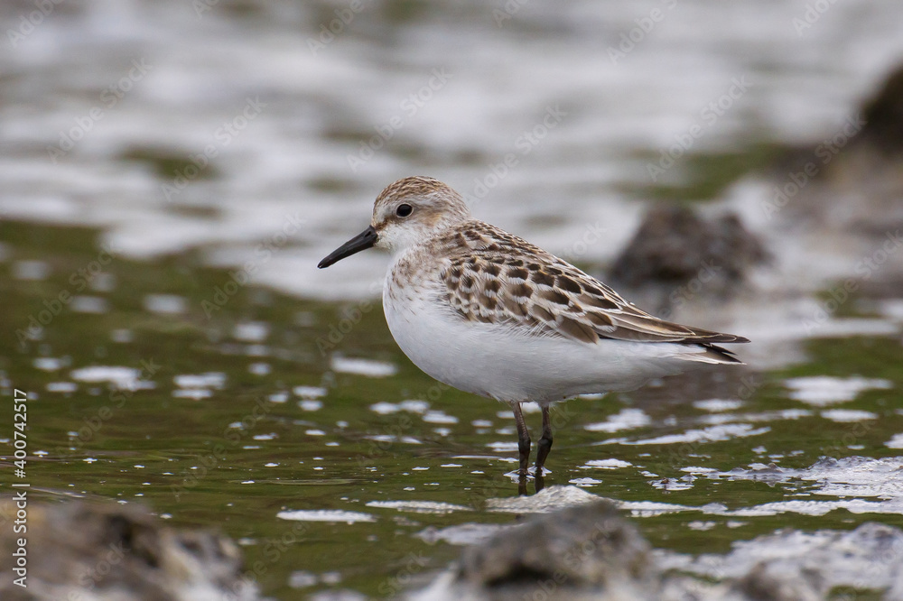 Grijze strandloper, Semipalmated Sandpiper, Calidris pusilla Grijze strandloper, Semipalmated Sandpiper, Calidris pusilla