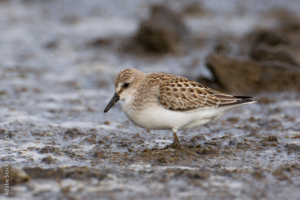 Grijze strandloper, Semipalmated Sandpiper, Calidris pusilla Grijze strandloper, Semipalmated Sandpiper, Calidris pusilla