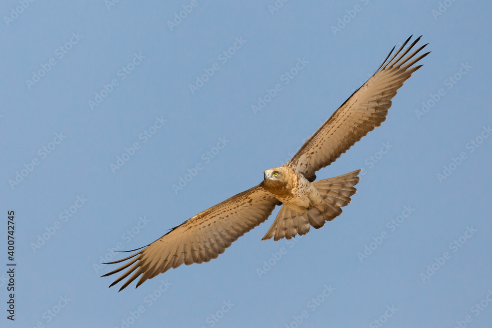 Slangenarend, Short-toed Eagle, Circaetus gallicus Slangenarend, Short-toed Eagle, Circaetus gallicus