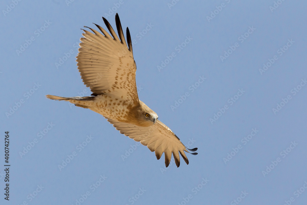 Fototapeta premium Slangenarend, Short-toed Eagle, Circaetus gallicus