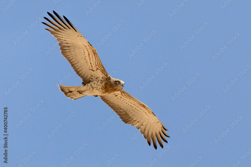 Slangenarend, Short-toed Eagle, Circaetus gallicus Slangenarend, Short-toed Eagle, Circaetus gallicus
