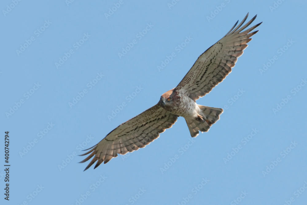 Short-toed Eagle, Slangenarend, Circaetus gallicus Short-toed Eagle, Slangenarend, Circaetus gallicus