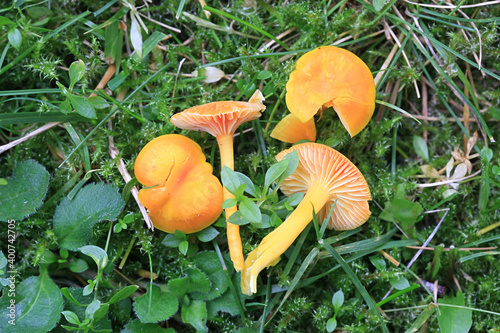 Hygrocybe ceracea, known as butter waxcap or wax cap, wild mushroom from Finland