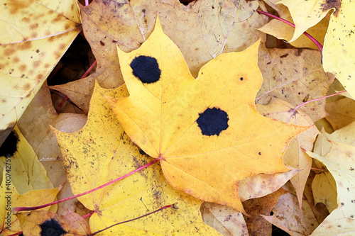 Rhytisma acerinum, known as tar spot or Sycamore Tarspot fungus, a fungal plant pathogen infecting leaves of maple trees photo