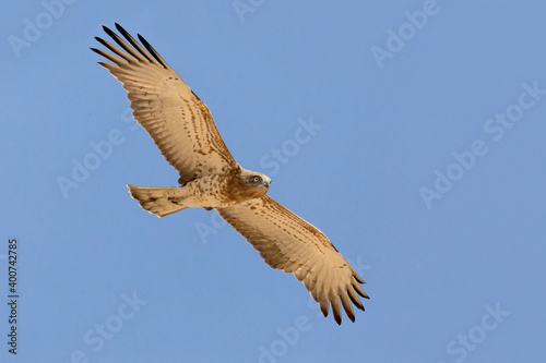 Slangenarend, Short-toed Eagle, Circaetus gallicus © AGAMI