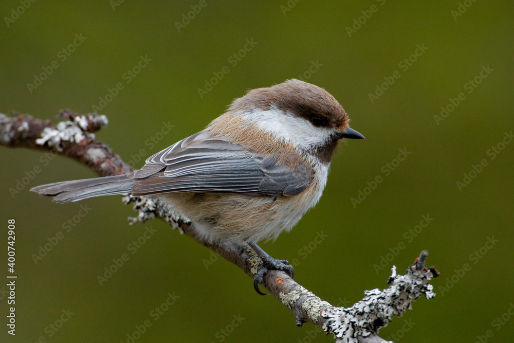 Fototapeta premium Bruinkopmees, Grey-headed Chickadee, Poecile cinctus