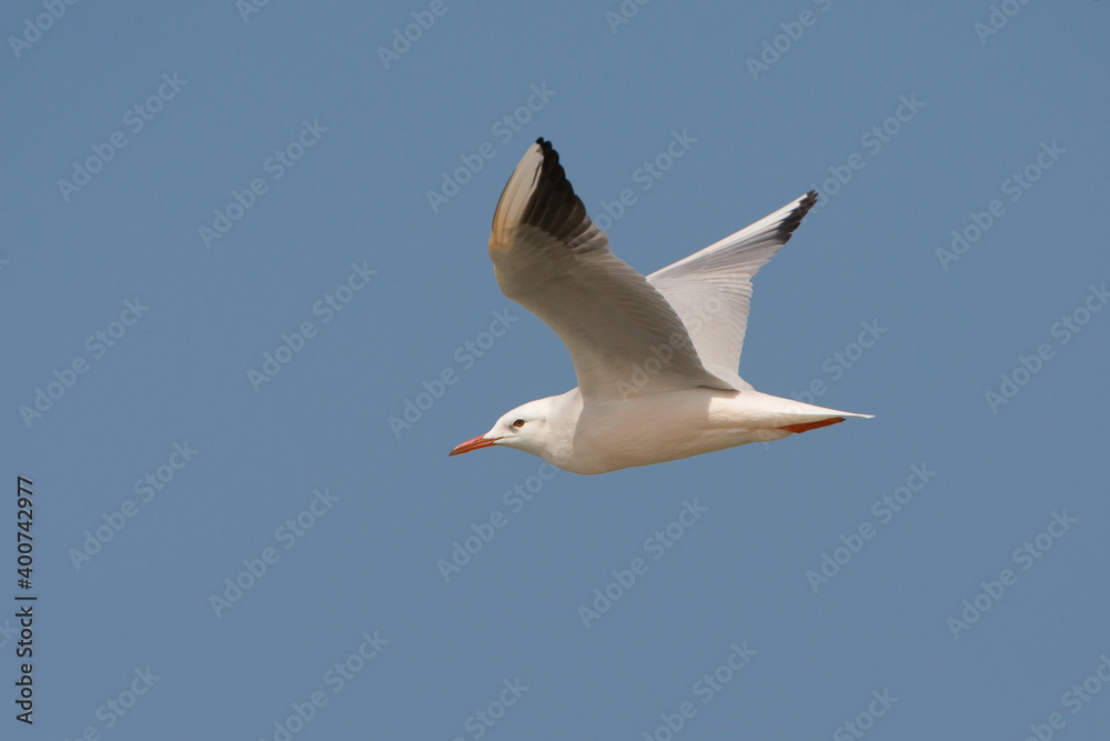 Dunbekmeeuw, Slender-billed Gull, Chroicocephalus genei Dunbekmeeuw, Slender-billed Gull, Chroicocephalus genei