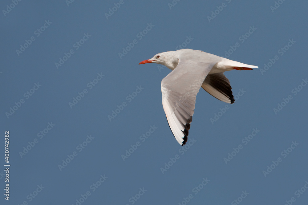 Obraz premium Dunbekmeeuw, Slender-billed Gull, Chroicocephalus genei