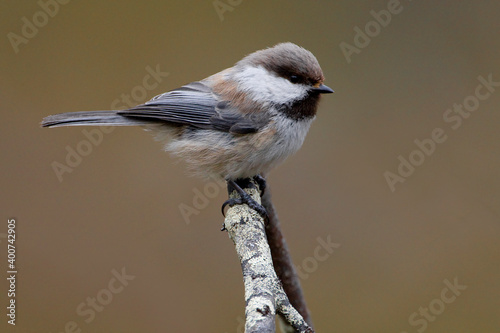 Bruinkopmees, Grey-headed Chickadee, Poecile cinctus photo