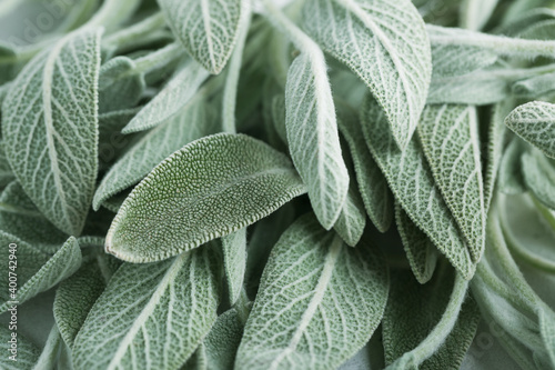  Clary Sage natural green leaves macro background photo