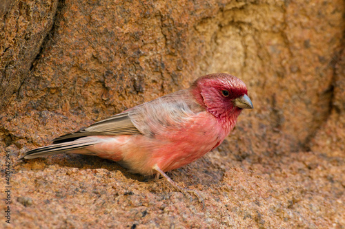 Sinairoodmus, Sinai Rosefinch, Carpodacus synoicus photo