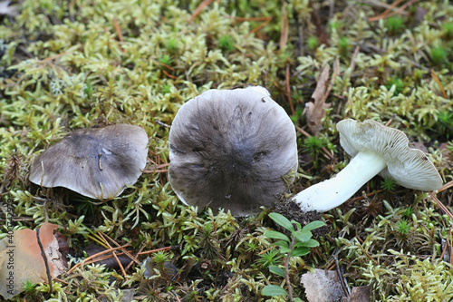 Tricholoma portentosum, known as the charbonnier, sooty head or coalman, wild edible mushroom from Finland photo
