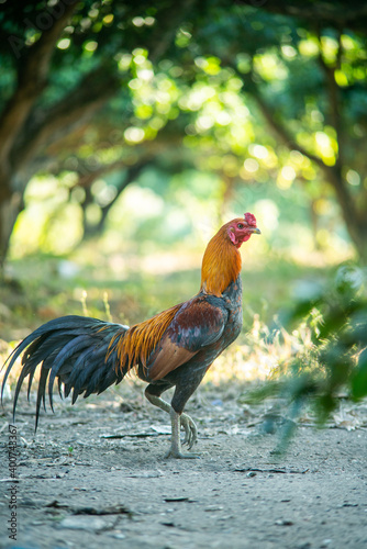 A beautifully standing cock photo