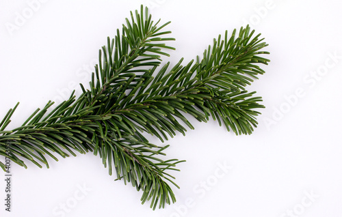 Green branch of a Christmas tree on a white background