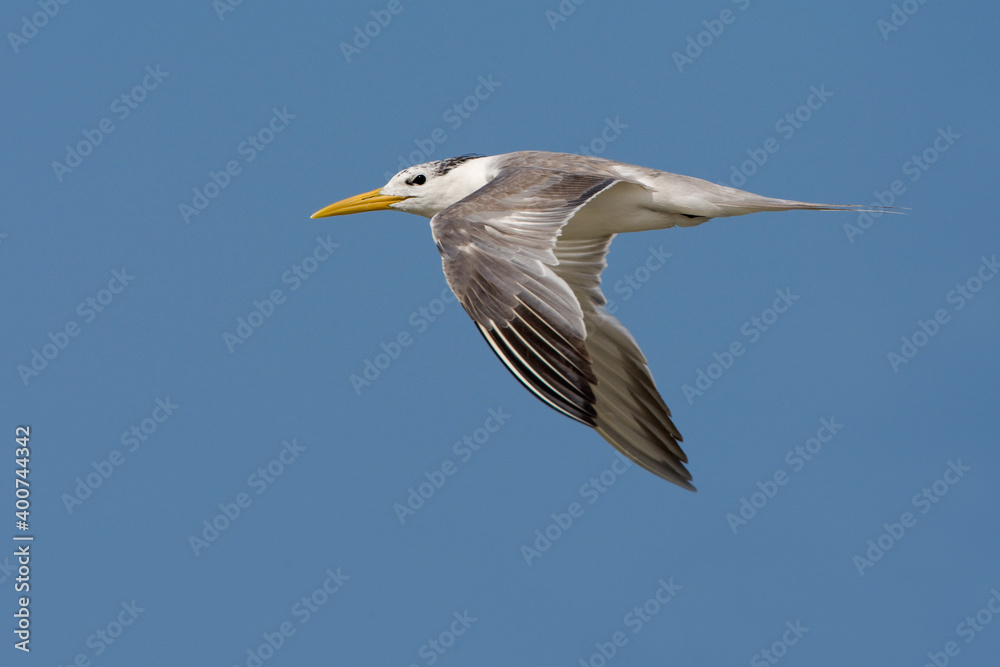 Grote Kuifstern, Swift Tern, Sterna bergii Grote Kuifstern, Swift Tern, Sterna bergii