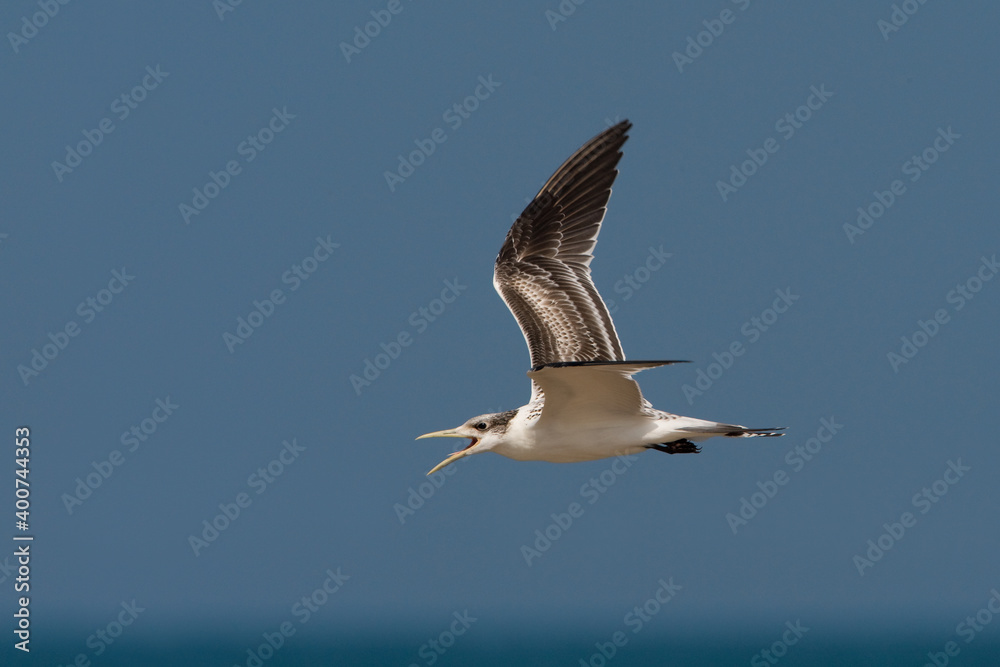 Grote Kuifstern, Swift Tern, Sterna bergii Grote Kuifstern, Swift Tern, Sterna bergii