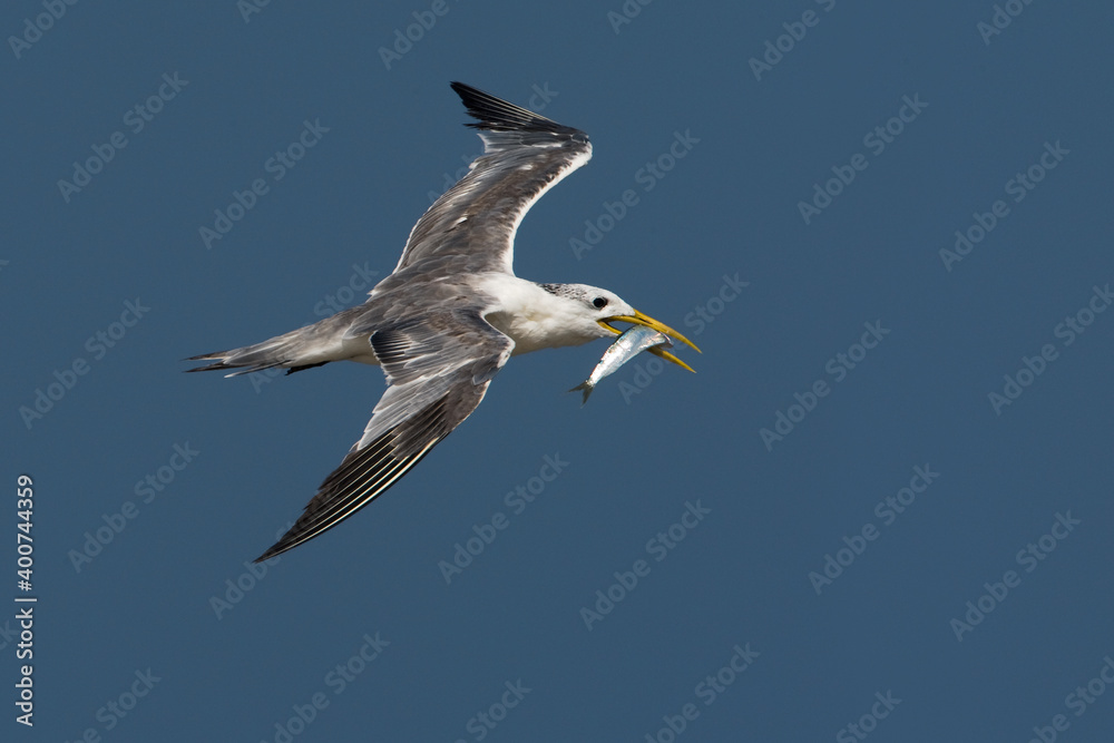Grote Kuifstern, Swift Tern, Sterna bergii Grote Kuifstern, Swift Tern, Sterna bergii