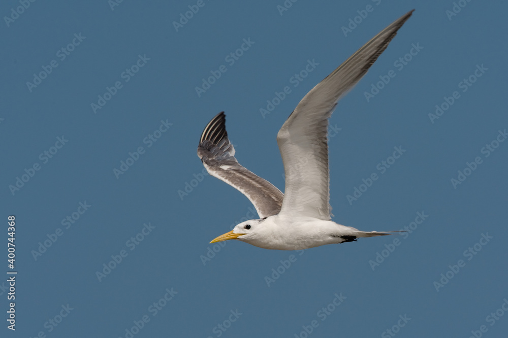 Grote Kuifstern, Swift Tern, Sterna bergii Grote Kuifstern, Swift Tern, Sterna bergii