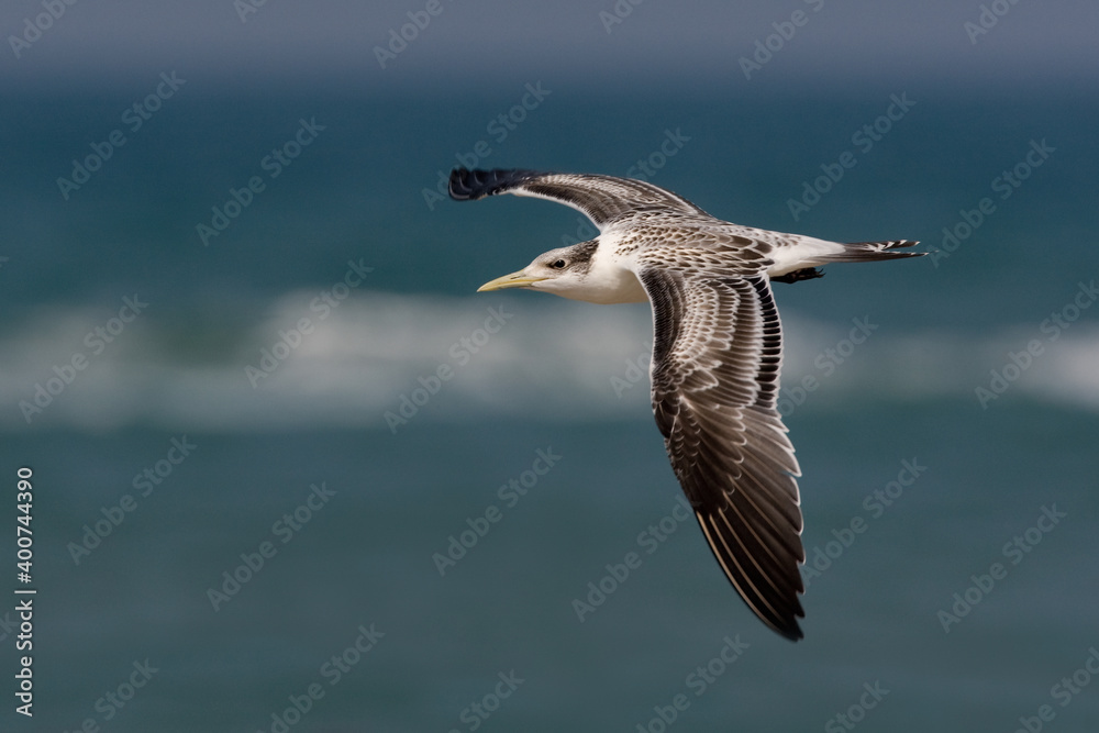 Grote Kuifstern, Swift Tern, Sterna bergii Grote Kuifstern, Swift Tern, Sterna bergii