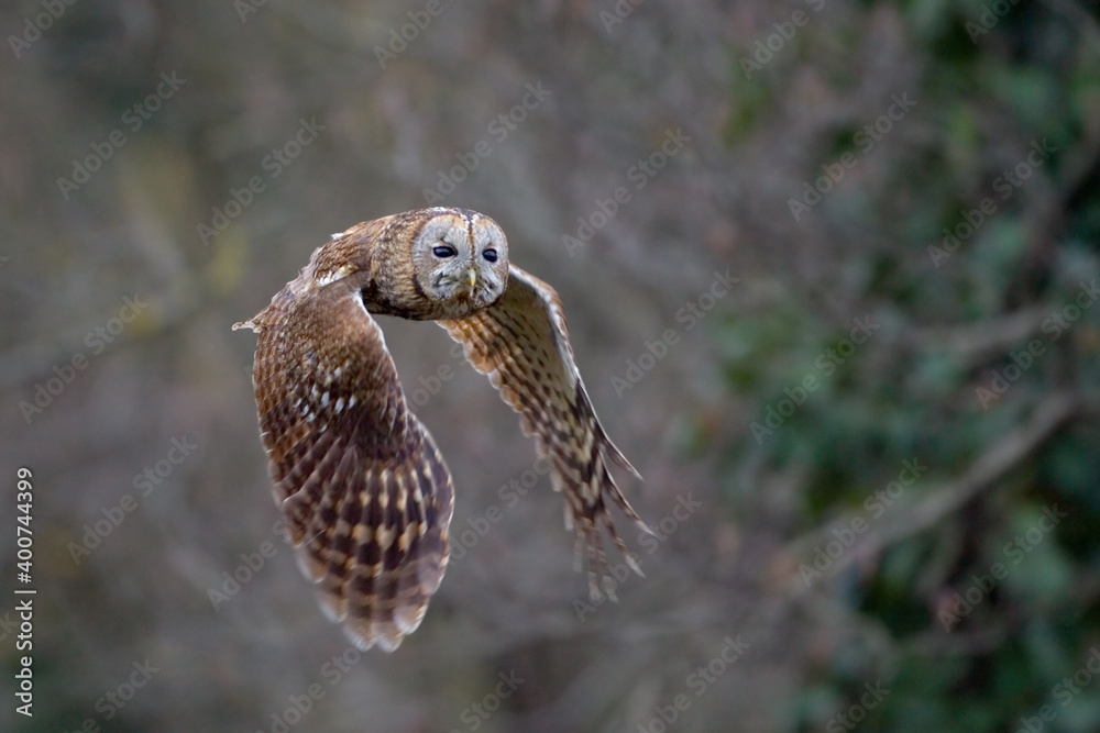 Tawny Owl, Bosuil, Strix aluco