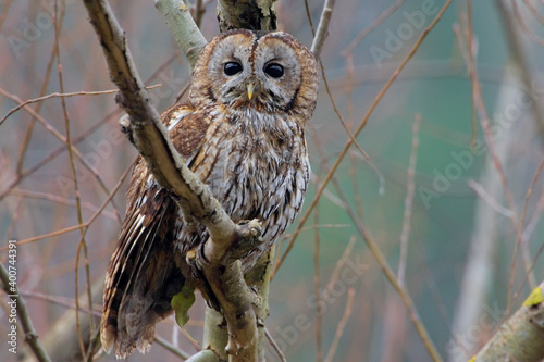 Tawny Owl, Bosuil, Strix aluco photo