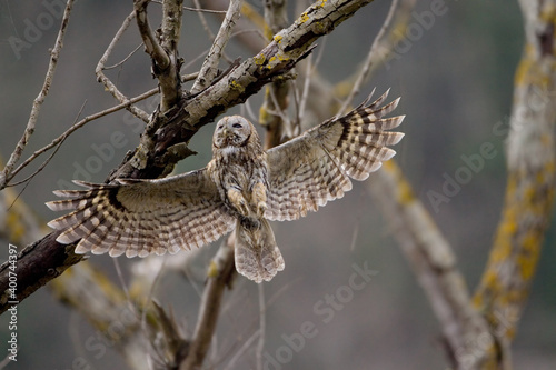 Tawny Owl, Bosuil, Strix aluco