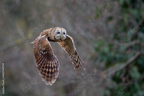 Obraz na płótnie Tawny Owl, Bosuil, Strix aluco w salonie