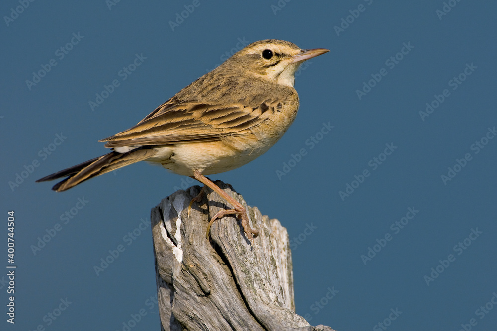Calandro; Tawny Pipit; Anthus campestris;