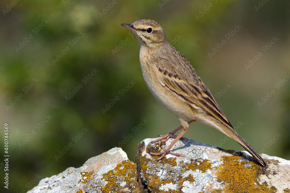 Fototapeta premium Duinpieper, Tawny Pipit, Anthus campestris
