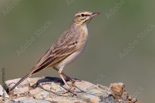 Duinpieper, Tawny Pipit, Anthus campestris