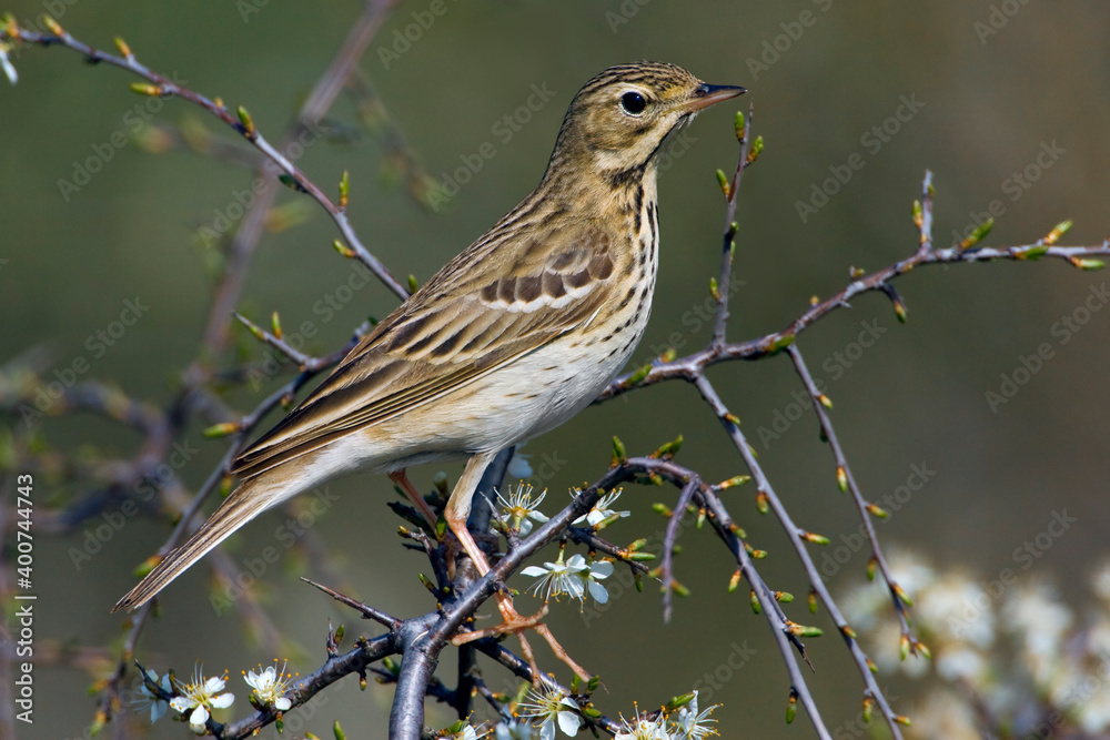 Boompieper, Tree Pipit, Anthus trivialis Boompieper, Tree Pipit, Anthus trivialis