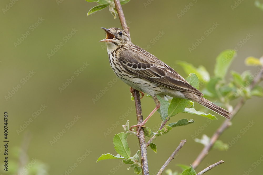 Tree Pipit, Boompieper, Anthus trivialis Tree Pipit, Boompieper, Anthus trivialis