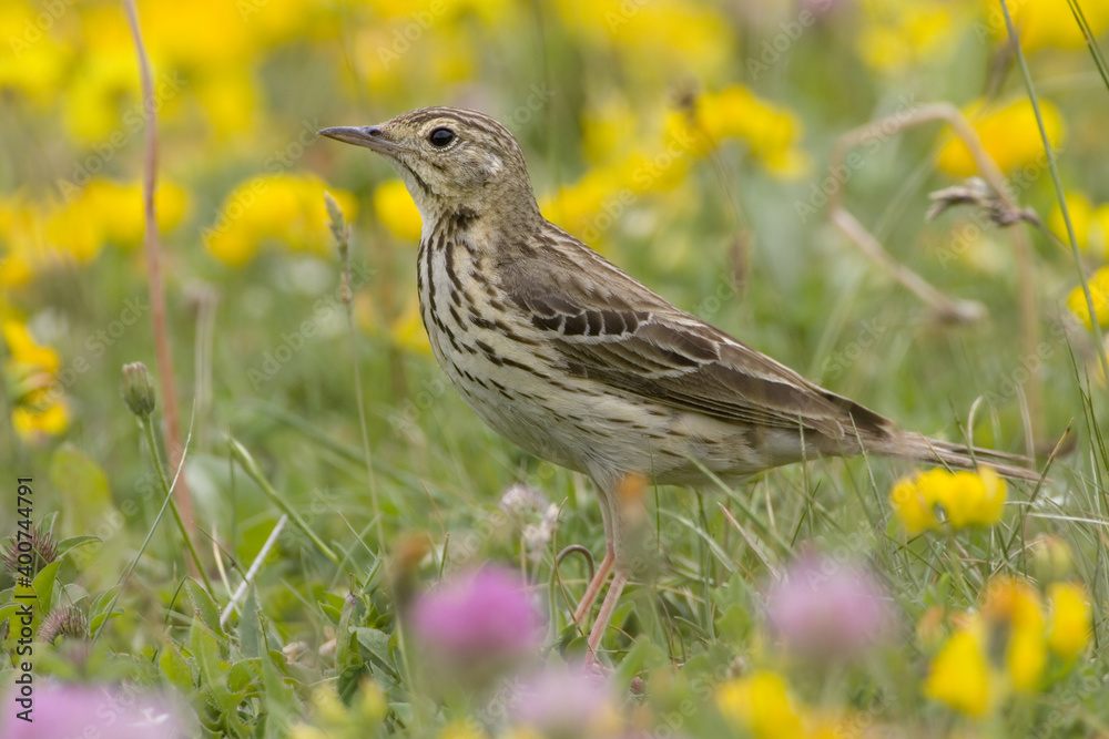 Tree Pipit, Boompieper, Anthus trivialis