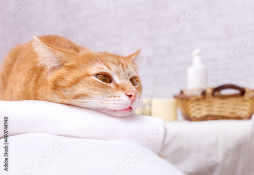 A ginger cat lies with its head resting on a towel against the background of a loft-style wall, relaxing. Selective focus