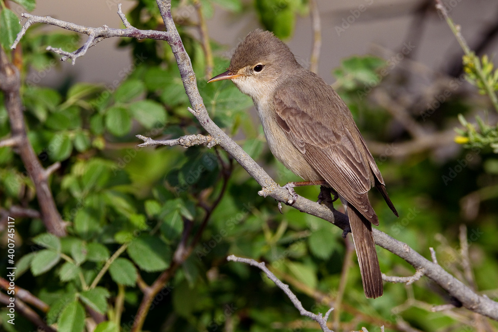 Fototapeta premium Grote Vale Spotvogel, Upchers Warbler, Hippolais languida