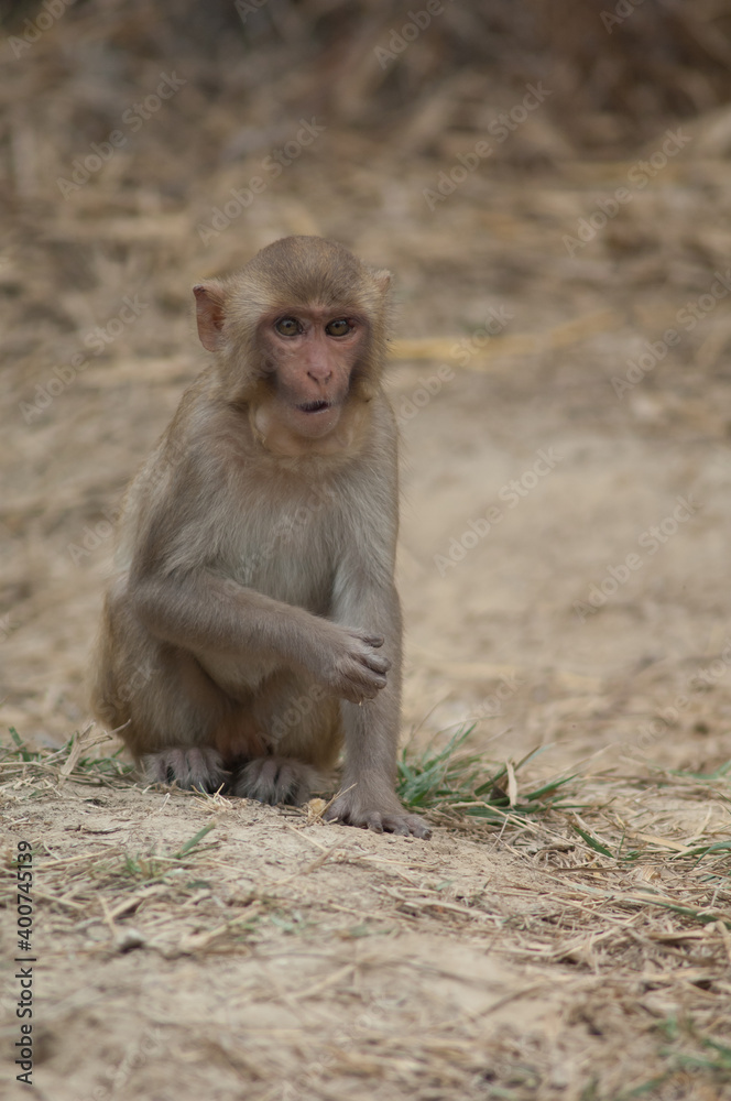 Rhesus macaque Macaca mulatta with a tumor in the throat. Keoladeo Ghana National Park. Bharatpur. Rajasthan. India.