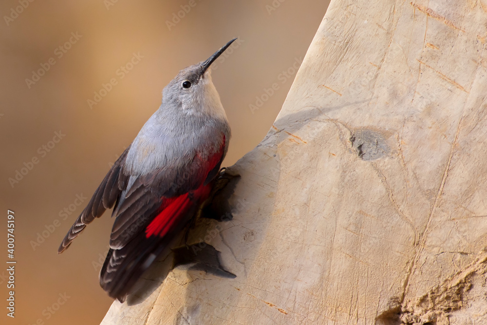 Rotskruiper, Wallcreeper, Tichodroma muraria