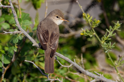 Grote Vale Spotvogel, Upchers Warbler, Hippolais languida photo