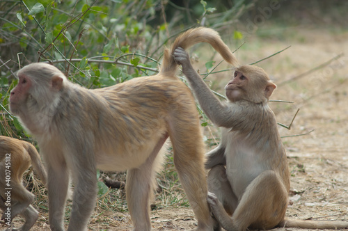 Rhesus macaques Macaca mulatta grooming. Keoladeo Ghana National Park. Bharatpur. Rajasthan. India. photo