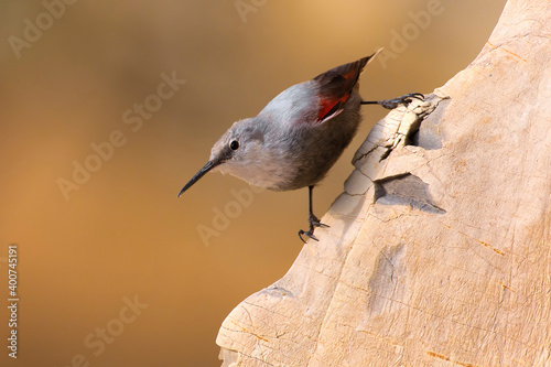 Obraz na płótnie Rotskruiper, Wallcreeper, Tichodroma muraria w salonie