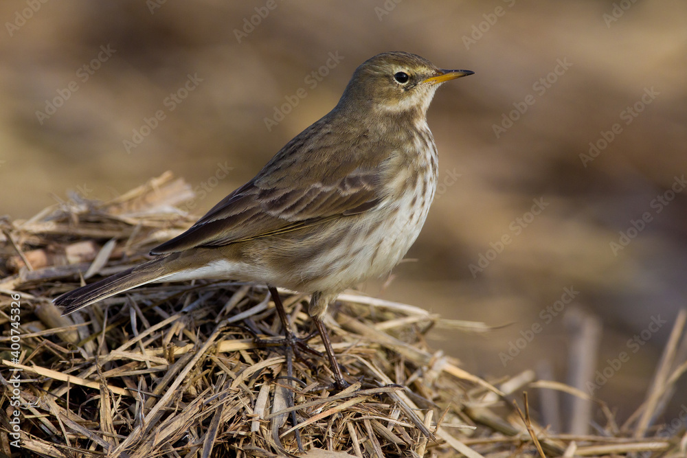 Fototapeta premium Waterpieper, Water Pipit, Anthus spinoletta